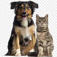 Pet Boarding