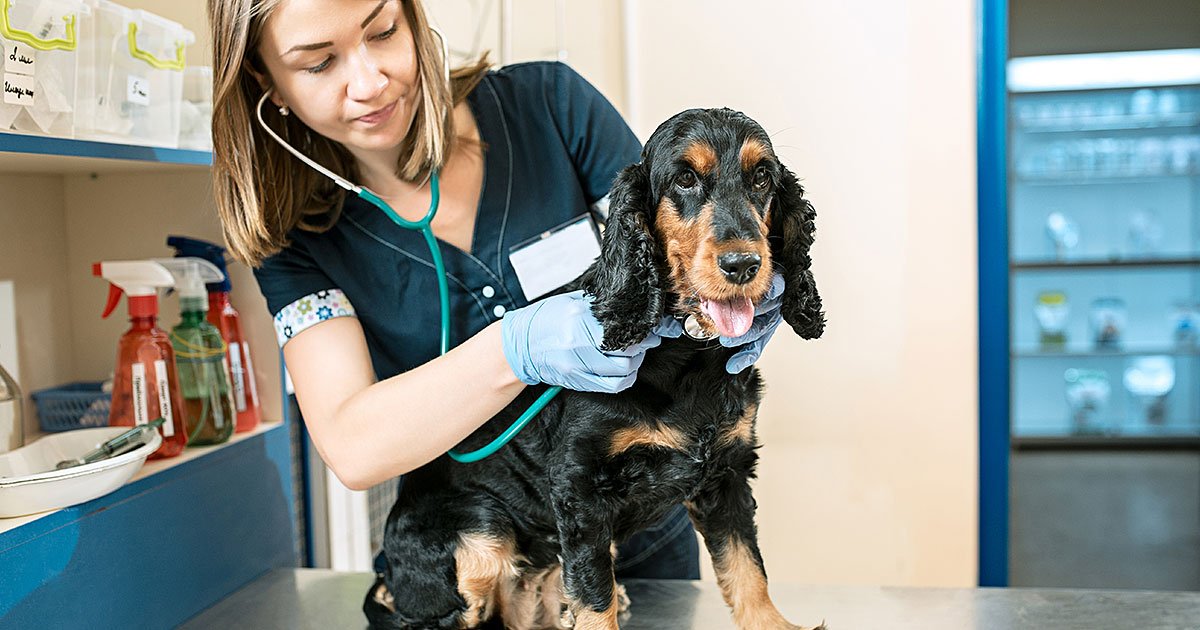 Veterinary Care