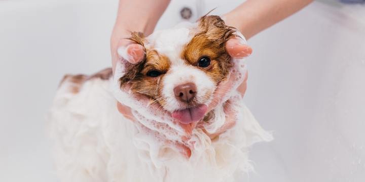 Pet Grooming