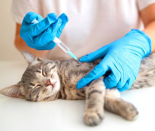 Vaccination Myths
